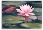 09waterlily1-1