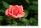 Susie Short Rose 034 Photograph