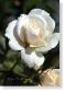 Susie Short Rose 092 Photograph