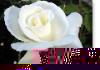 Susie Short Rose 114 Photograph