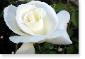 Susie Short Rose 114 Photograph