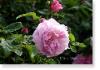 Susie Short Rose 155 Photograph
