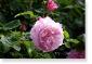 Susie Short Rose 155 Photograph