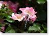 Susie Short Rose 169 Photograph