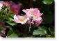 Susie Short Rose 169 Photograph