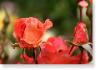 Susie Short Rose 177 Photograph