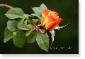 Susie Short Rose 181 Photograph
