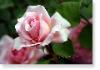 Susie Short Rose 191 Photograph