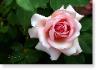 Susie Short Rose 192 Photograph