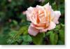Susie Short Rose 196 Photograph