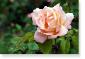 Susie Short Rose 196 Photograph