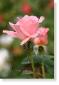 Susie Short Rose 200 Photograph