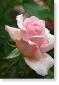 Susie Short Rose 216 Photograph