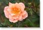 Susie Short Rose 217 Photograph