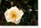 Susie Short Rose 256 Photograph