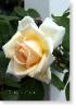 Susie Short Rose 263 Photograph