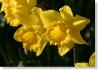 daffodil 016