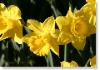 daffodil 023