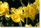 daffodil 023