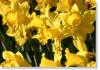 daffodil 036