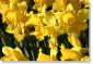daffodil 036