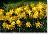 daffodil 037
