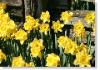 daffodil 047