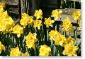 daffodil 047