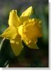 daffodil 095