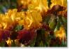 Susie Short Photography Iris Card 001