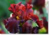 Susie Short Photography Iris Card 006