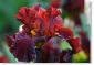 Susie Short Photography Iris Card 006