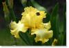 Susie Short Photography Iris Card 057