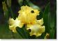 Susie Short Photography Iris Card 057