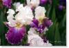 Susie Short Photography Iris Card 062