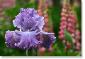 Susie Short Photography Iris Card 067