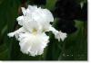 Susie Short Photography Iris Card 071