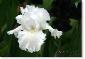 Susie Short Photography Iris Card 071