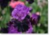 Susie Short Photography Iris Card 089