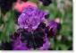Susie Short Photography Iris Card 089