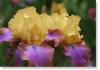 Susie Short Photography Iris Card 109