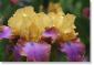 Susie Short Photography Iris Card 109