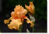 Susie Short Photography Iris Card 113