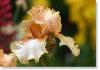 Susie Short Photography Iris Card 123