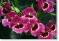orchid-026