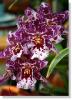 orchid-050
