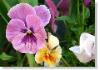 pansy-284