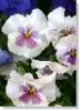 pansy-291