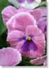 pansy-294