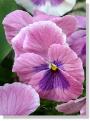 pansy-294